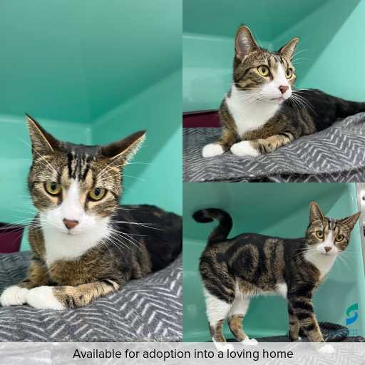 Photo of cat with ID of : C260176.