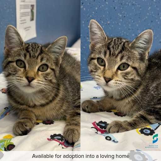 Photo of cat with ID of : C260307.