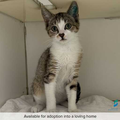 Photo of cat with ID of : C260009.