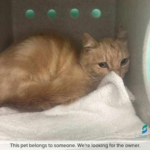 Photo of cat with ID of : C260014.