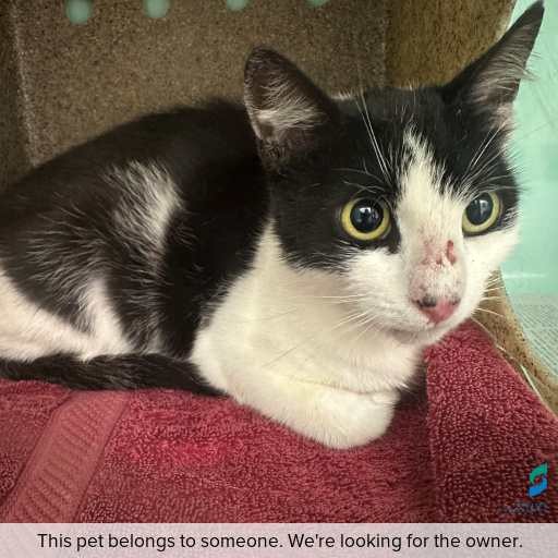 Photo of cat with ID of : C260015.