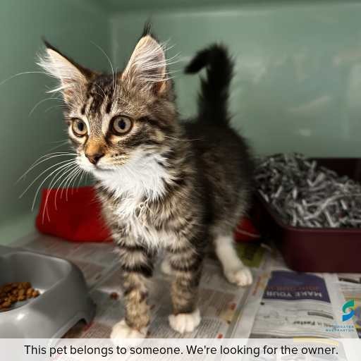 Photo of cat with ID of : C260035.