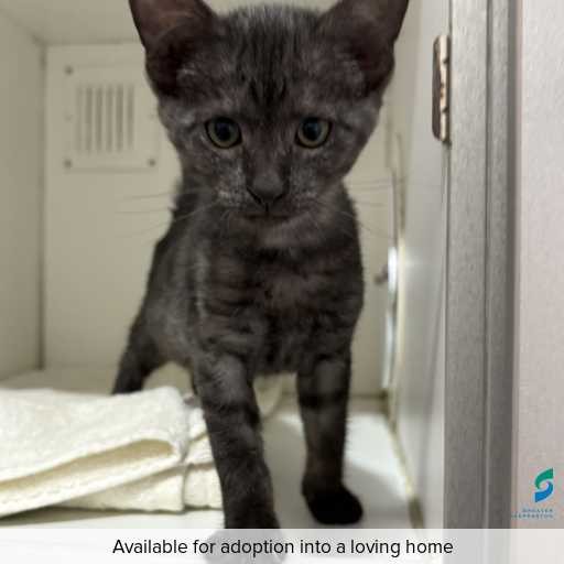 Photo of cat with ID of : C260132.