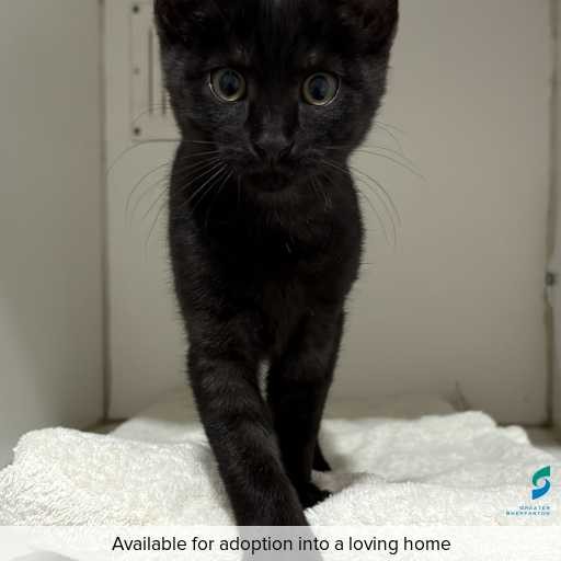 Photo of cat with ID of : C260133.