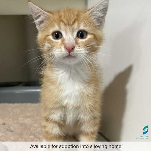 Photo of cat with ID of : C260168.