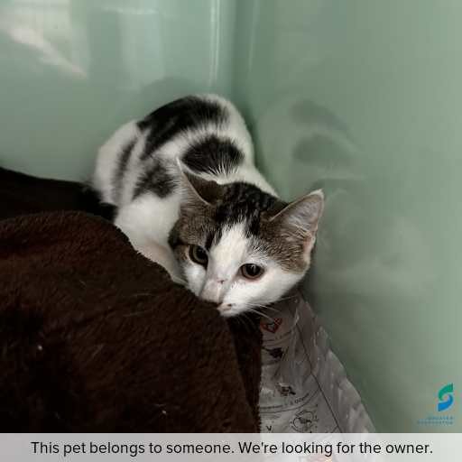 Photo of cat with ID of : C260174.