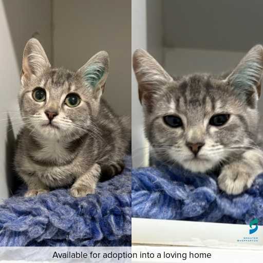 Photo of cat with ID of : C260221.