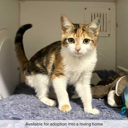 Photo of cat with ID of : C260222.