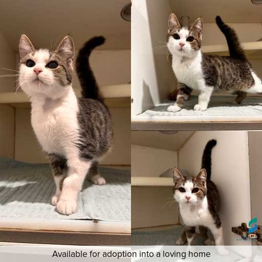 Photo of cat with ID of : C260262.