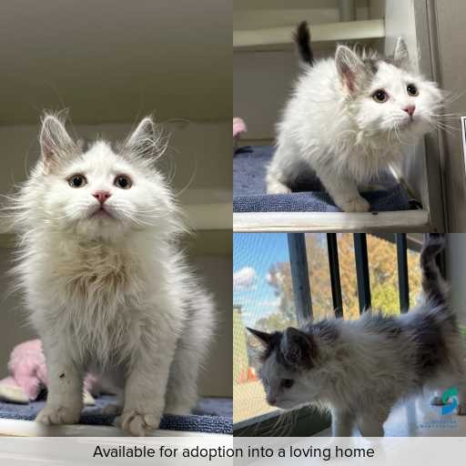 Photo of cat with ID of : C260286.