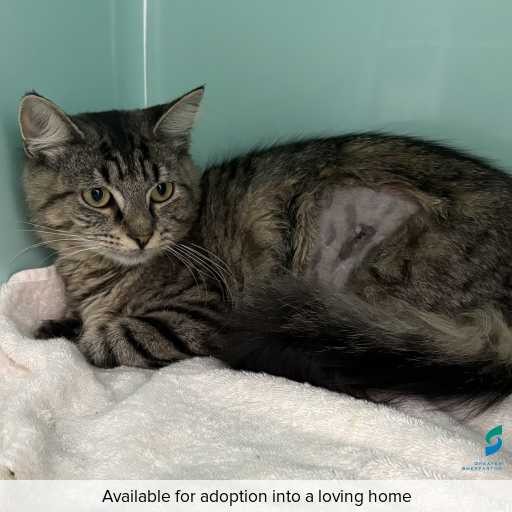 Photo of cat with ID of : C260292.