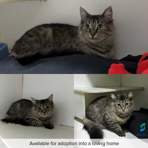 Photo of cat with ID of : C260292.