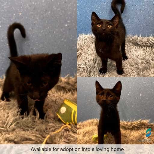 Photo of cat with ID of : C260294.