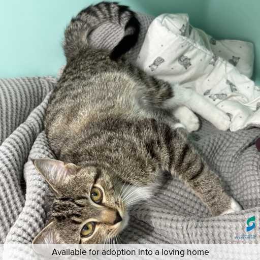 Photo of cat with ID of : C260302.