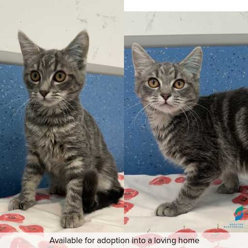 Photo of cat with ID of : C260309.