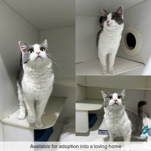 Photo of cat with ID of : C260324.