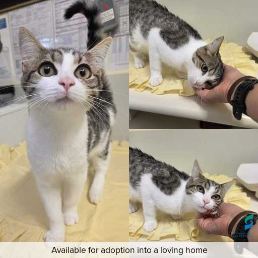 Photo of cat with ID of : C260327.