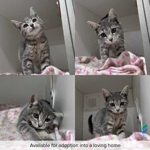 Photo of cat with ID of : C260331.