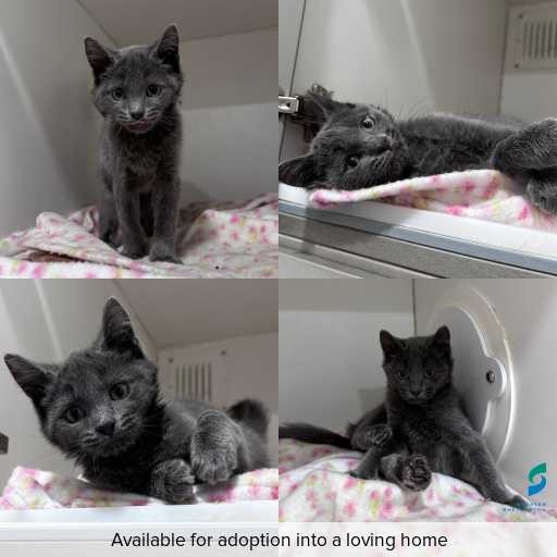 Photo of cat with ID of : C260332.