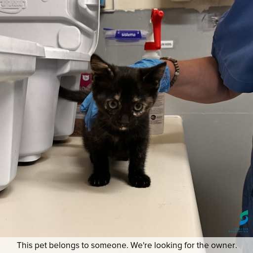 Photo of cat with ID of : C260342.