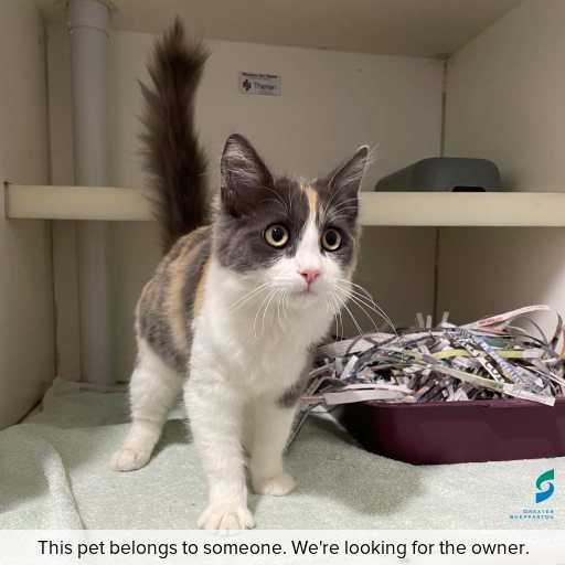 Photo of cat with ID of : C260348.