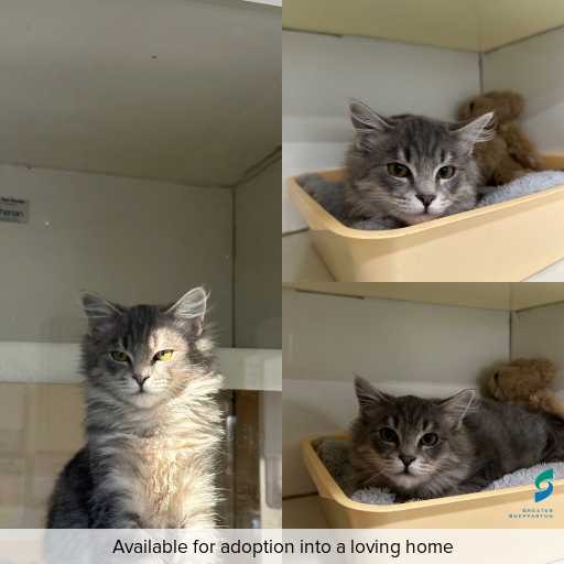 Photo of cat with ID of : C260352.