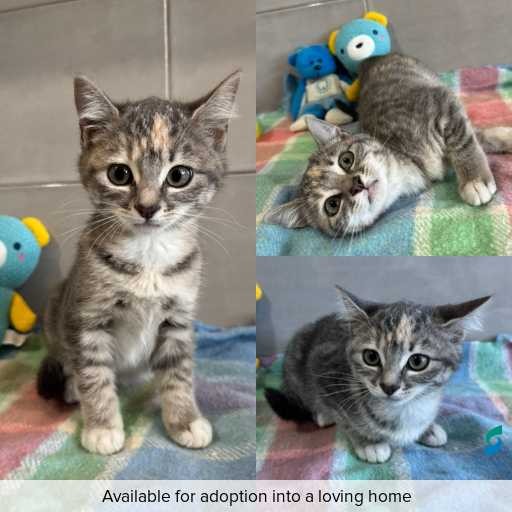 Photo of cat with ID of : C260364.