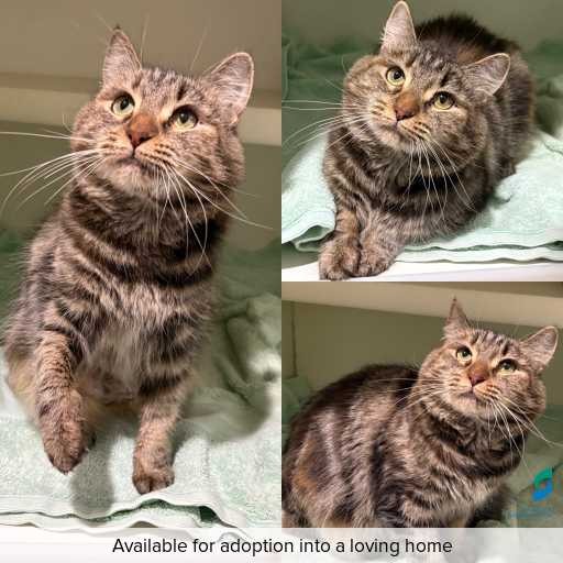 Photo of cat with ID of : C260426.