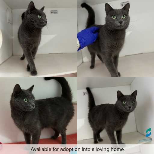 Photo of cat with ID of : C260436.