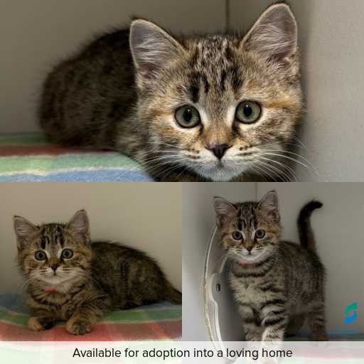 Photo of cat with ID of : C260464.