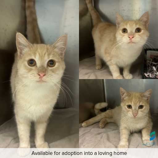 Photo of cat with ID of : C260465.