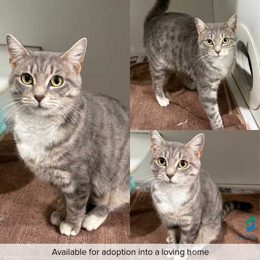 Photo of cat with ID of : C260478.