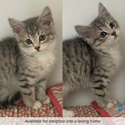 Photo of cat with ID of : C260479.