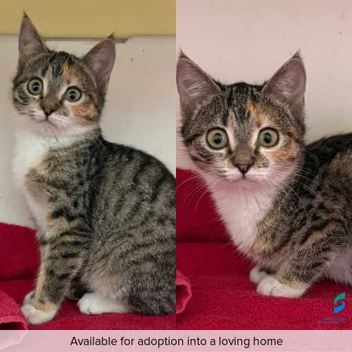 Photo of cat with ID of : C260495.