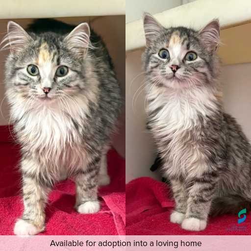 Photo of cat with ID of : C260496.