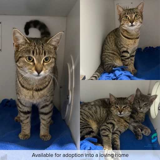Photo of cat with ID of : C260520.