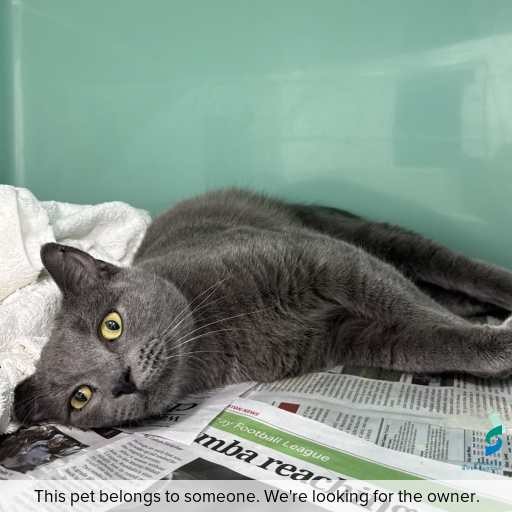 Photo of cat with ID of : C260553.