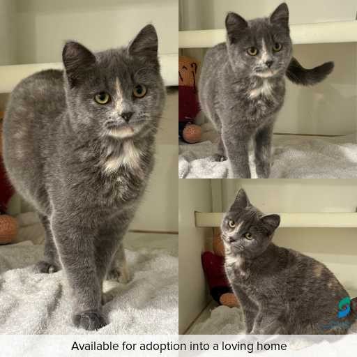 Photo of cat with ID of : C260554.
