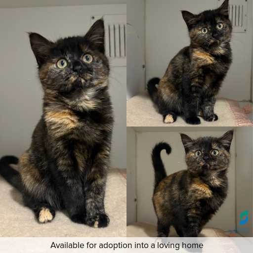 Photo of cat with ID of : C260565.