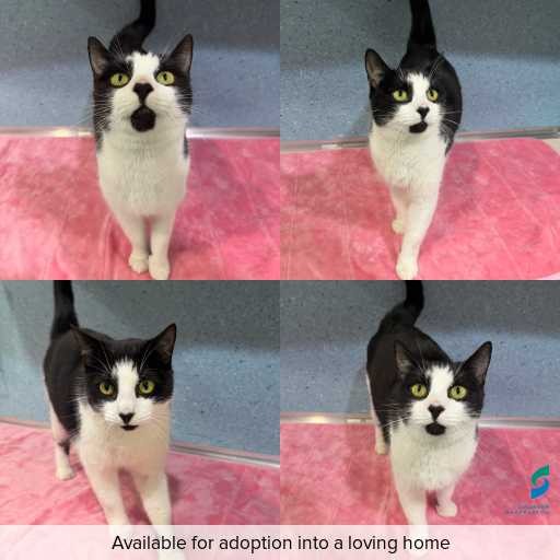 Photo of cat with ID of : C260582.
