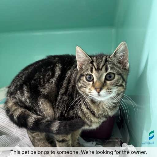 Photo of cat with ID of : C260617.
