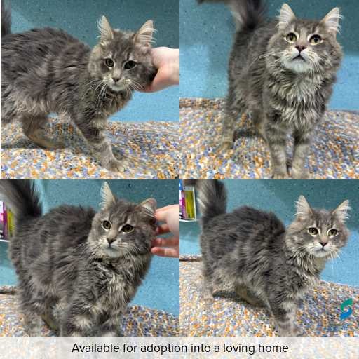 Photo of cat with ID of : C260735.