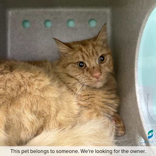 Photo of cat with ID of : C260750.