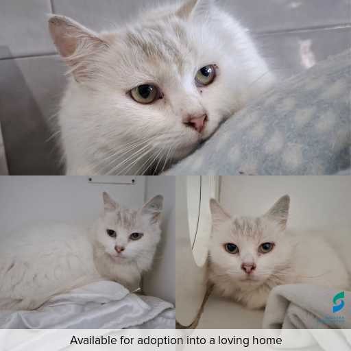 Photo of cat with ID of : C260754.