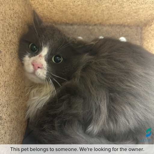 Photo of cat with ID of : C260756.