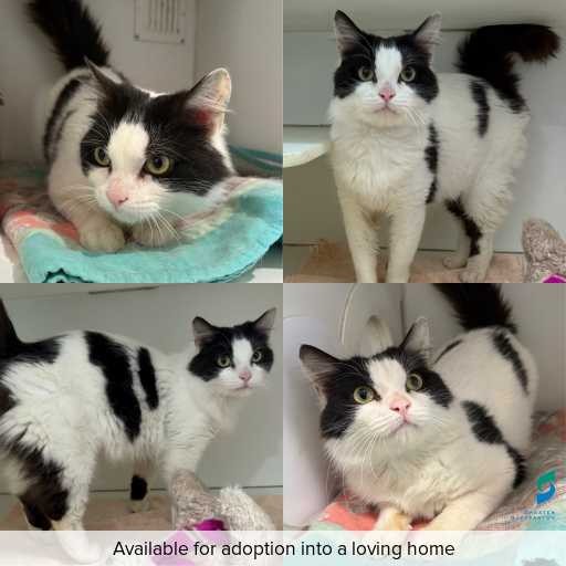 Photo of cat with ID of : C260841.