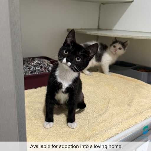 ID: C250325 Photo of this cat.