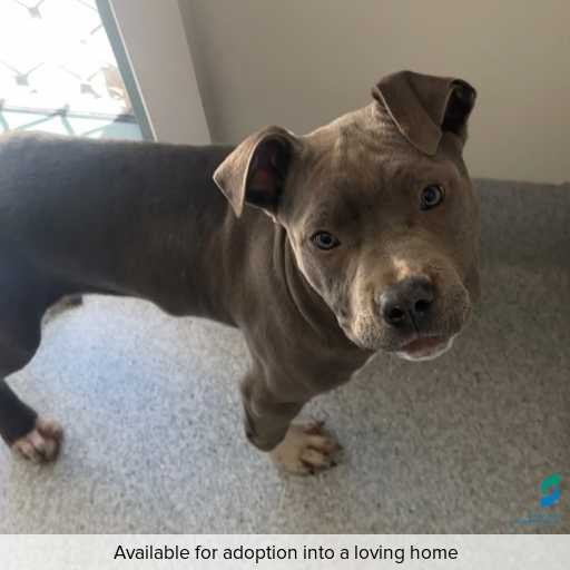 Photo of dog with ID of : D250460.