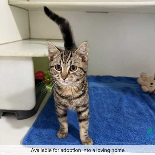 ID: C250573 Photo of this cat.
