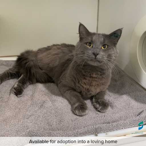Photo of this cat.